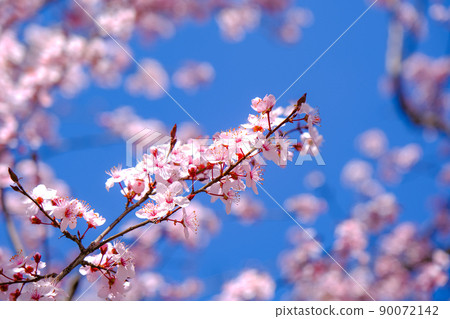 Close up of pink spring tree blossom. Close up of pink spring tree blossom. 90072142
