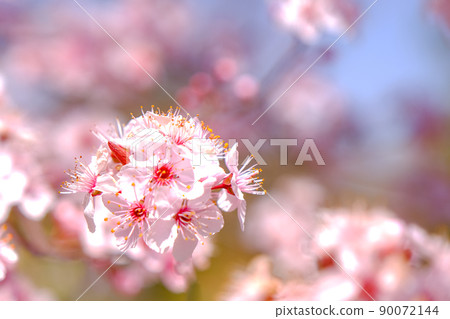 Close up of pink spring tree blossom. Close up of pink spring tree blossom. 90072144