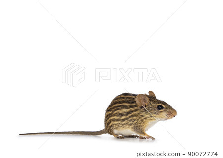 Striped grass mouse on white background 90072774