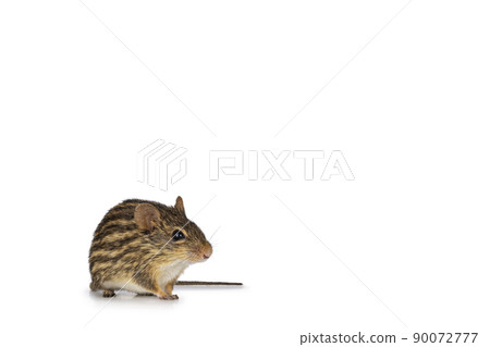 Striped grass mouse on white background Striped grass mouse on white background 90072777