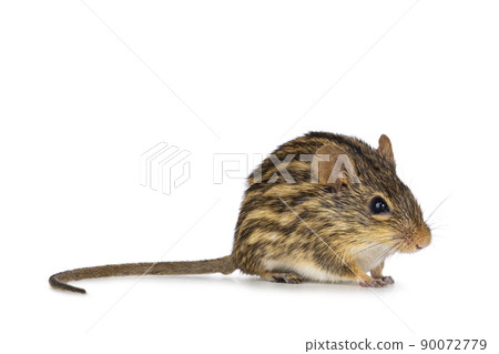 Striped grass mouse on white background 90072779