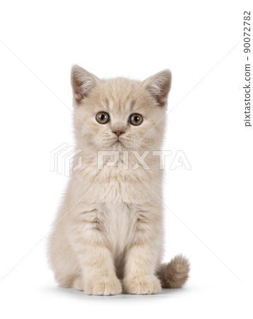 British Shorthair kitten on white background 90072782