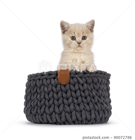British Shorthair kitten on white background 90072786