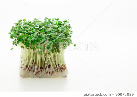西蘭花芽 西蘭花芽 90073089