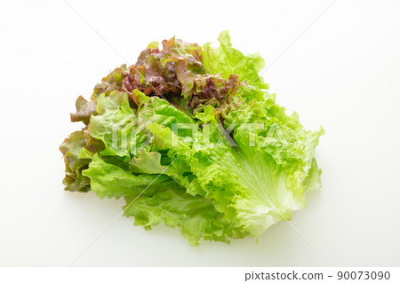 陽光生菜 陽光生菜 90073090
