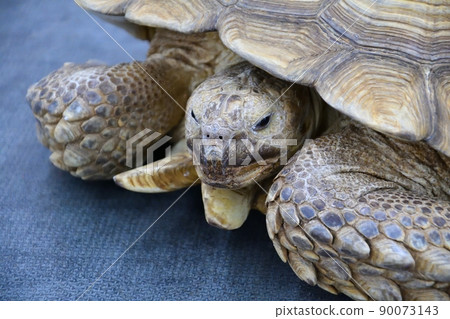 African spur-bearing turtle (Latin Centrochelys sulcata) 90073143