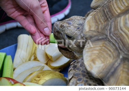 African spur-bearing turtle (Latin Centrochelys sulcata) 90073144