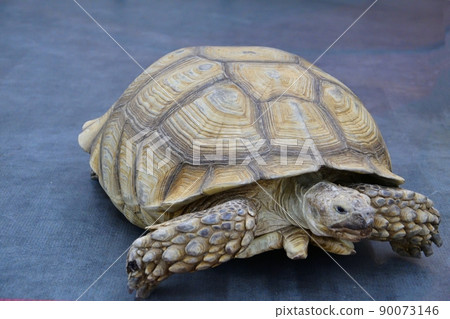 African spur-bearing turtle (Latin Centrochelys sulcata) 90073146