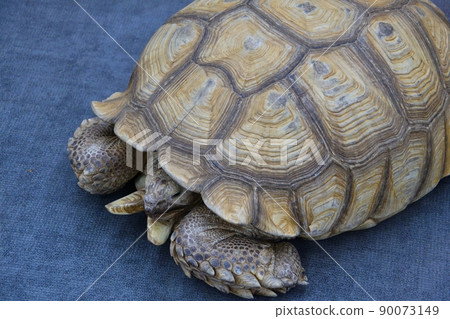 African spur-bearing turtle (Latin Centrochelys sulcata) 90073149