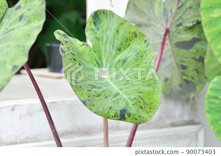 Alocasia, Alocasia mohito or Mojito Alocasia or tricolor alocasia or black and green leaf 90073403