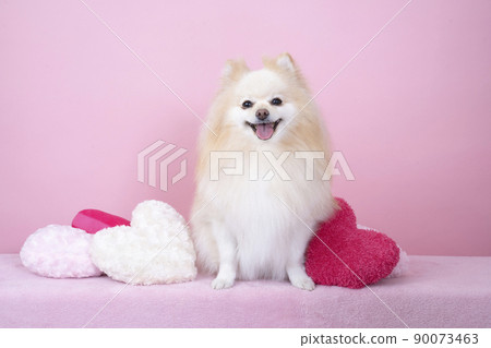 Pink back and smiling pomeranian and heart cushion Pink back and smiling pomeranian and heart cushion 90073463