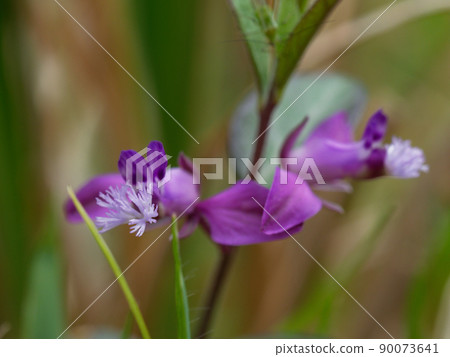 Polygala japonica flower Polygala japonica flower 90073641