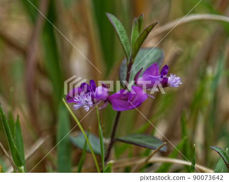 Polygala japonica flower 90073642
