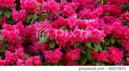 Close up View of Colorful Flowers in a green garden. Deer Lake Park. Close up View of Colorful Flowers in a green garden. Deer Lake Park. 90073643