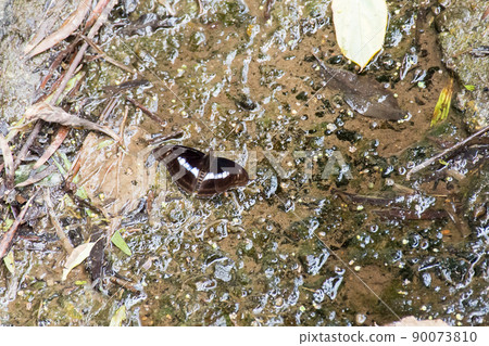 異紋帶蛺蝶 90073810