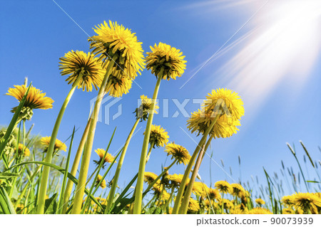 Bottom view of yellow dandelions with sunlight 90073939