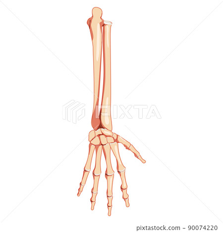 Forearms Skeleton Human back view. Set of ulna, radius, hand, carpals, wrist, metacarpals, phalanges Anatomically 3D 90074220