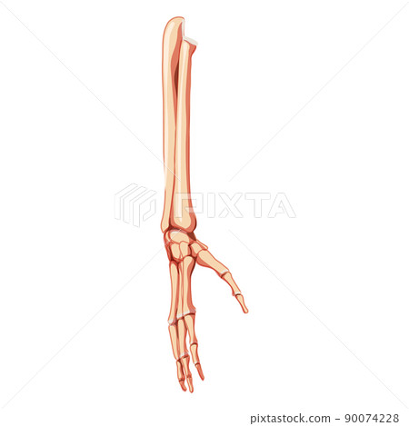 Forearms Skeleton Human front view. Set of ulna, radius, hand, carpals, wrist, metacarpals, phalanges Anatomically 3D 90074228