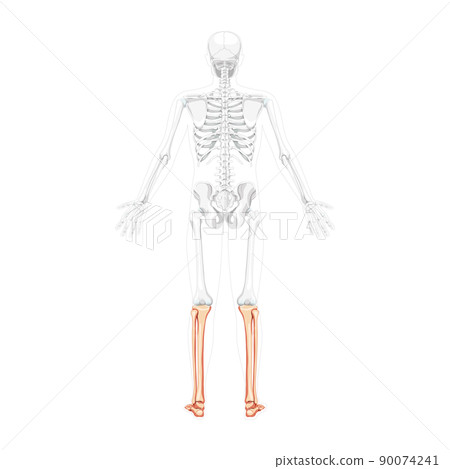 Skeleton leg tibia, fibula Foot Human back view with two arm open poses with partly transparent bones position realistic 90074241