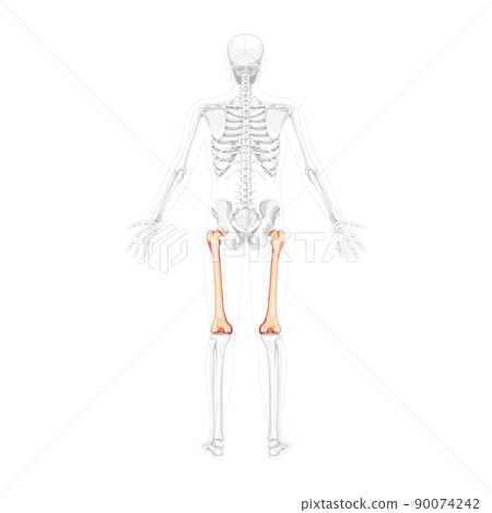 Skeleton femur thigh bone Human back view with two arm poses with partly transparent bones position. Realistic flat 90074242