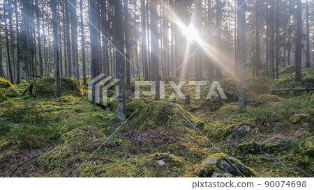 Beautiful Sunset Sunrise Sun Sunshine In Sunny Summer Coniferous Forest Beautiful Sunset Sunrise Sun Sunshine In Sunny Summer Coniferous Forest 90074698