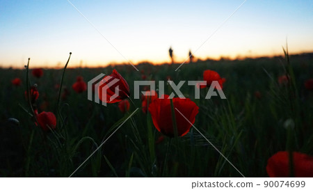 Red poppy fields with a blurred background Red poppy fields with a blurred background 90074699