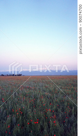 Poppy fields with views of the snowy mountains. Poppy fields with views of the snowy mountains. 90074700