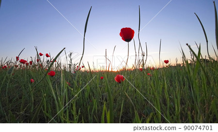 Red poppy fields at sunset. Green grass. Red poppy fields at sunset. Green grass. 90074701