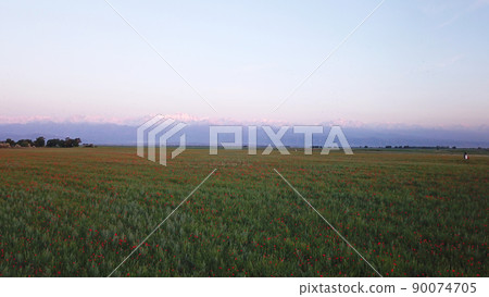 Poppy fields with views of the snowy mountains. Poppy fields with views of the snowy mountains. 90074705