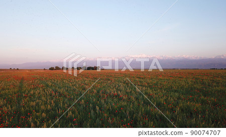 Poppy fields with views of the snowy mountains. Poppy fields with views of the snowy mountains. 90074707