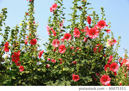 綻放的紅色蜀葵花 90075351