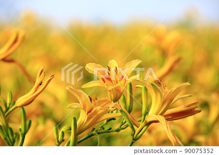 斷金針花 90075352