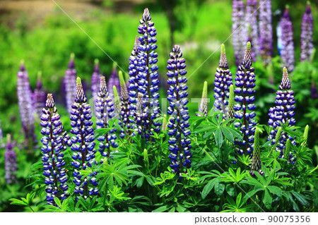 Beautiful Lupin Flowers (Fan Bean, Hill Wisteria, Climbing Wisteria, Wolf Bean) 90075356