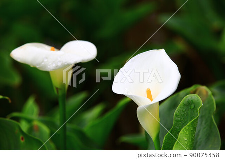 Calla lily, calla lily, calla lily, calla lily, calla lily, calla lily, calla lily, calla lily, calla lily, calla lily 90075358