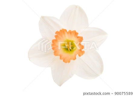 narcissus flower isolated 90075589
