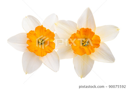 narcissus flower isolated 90075592