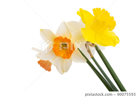 narcissus flower isolated 90075593