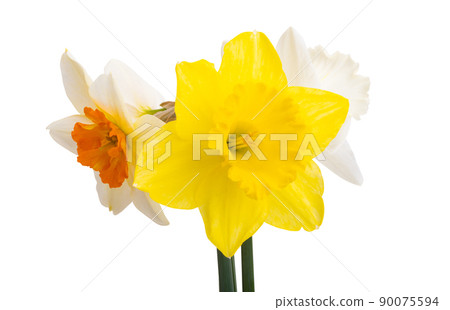 narcissus flower isolated 90075594