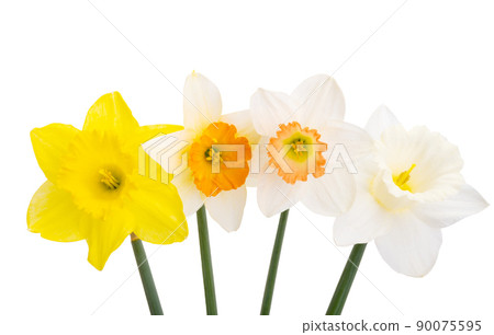 narcissus flower isolated 90075595
