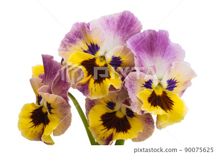 pansies isolated pansies isolated 90075625