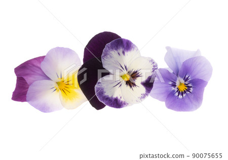 pansies isolated pansies isolated 90075655