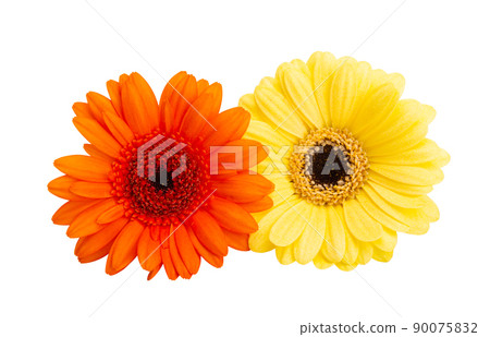 gerbera flowers isolated gerbera flowers isolated 90075832