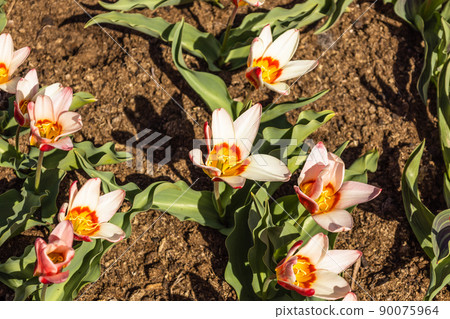 Tulipa - Ancilla flowers grow and bloom in the botanical garden Tulipa - Ancilla flowers grow and bloom in the botanical garden 90075964