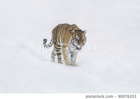Careful amur tiger is walking on a white snow. 90076201