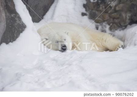 Polar bear cub is lying and sleeping on white snow Polar bear cub is lying and sleeping on white snow 90076202