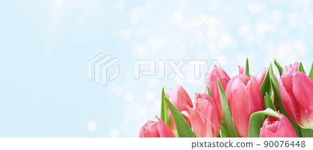 bunch of pink tulips close up on blue banner bunch of pink tulips close up on blue banner 90076448