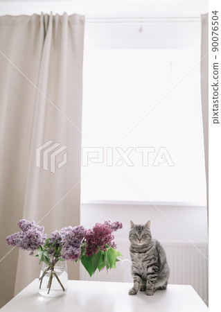 Home interior decor, bouquet of lilacs in a vase and a cat at home 90076504