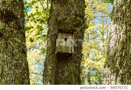wooden birdhouse in the spring. at the tree trunk, Latvia wooden birdhouse in the spring. at the tree trunk, Latvia 90076731
