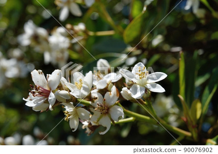 分享花束 分享花束 90076902