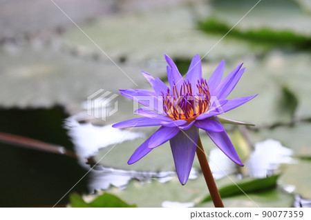 單睡蓮花 單睡蓮花 90077359